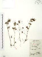 藏品(野老鸛草)的圖片