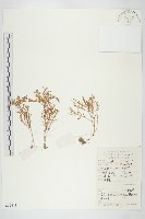 藏品(垂盆草)的圖片