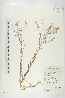 藏品(獨行菜)的圖片