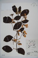 藏品(蝴蠂莢迷)的圖片