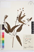 藏品(山木通)的圖片