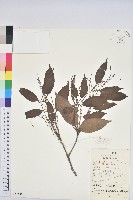 藏品(苦櫧栲)的圖片