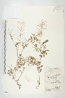 藏品(水花菜)的圖片