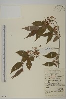 藏品(永瓣藤)的圖片