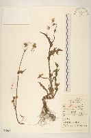 藏品(小果菝契)的圖片