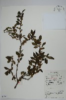 藏品(鼠李冬青、滿樹星)的圖片