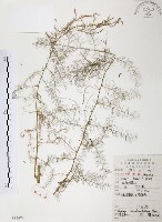 藏品(天門冬)的圖片