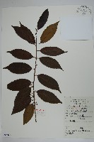 藏品(冬青)的圖片