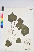 藏品(野桐)的圖片