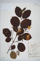 藏品(蝴蠂莢迷)的圖片