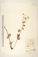 藏品(蒲兒根)的圖片