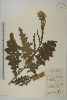 藏品(飛廉)的圖片