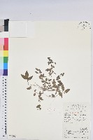 藏品(鐵莧菜)的圖片