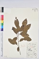 藏品(白木烏臼)的圖片