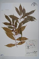 藏品(紫花絡石)的圖片