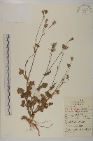 藏品(紫背草)的圖片