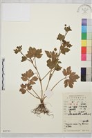 藏品(辣子草、揚子毛茛)的圖片