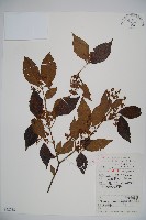 藏品(呂宋莢迷)的圖片