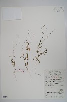 藏品(細葉蘭花參)的圖片