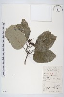 藏品(燈臺樹)的圖片