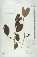 藏品(浙江柿)的圖片