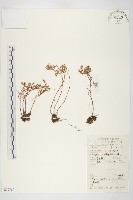 藏品(佛甲草)的圖片