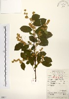 藏品(灰木)的圖片