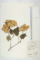藏品(四照花、山荔枝)的圖片