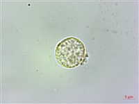 藏品(廬山樓梯草)的圖片