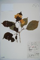 藏品(蝴蠂莢迷)的圖片