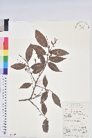 藏品(米飯花)的圖片