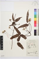 藏品(山木通)的圖片