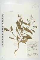 藏品(葶藶)的圖片