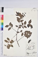 藏品(青灰葉下珠)的圖片