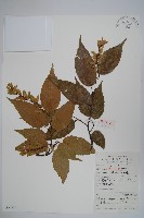 藏品(大穗鵝耳櫪)的圖片