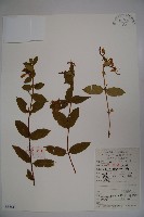 藏品(忍冬、金銀花)的圖片