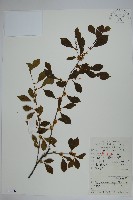 藏品(鼠李冬青、滿樹星)的圖片