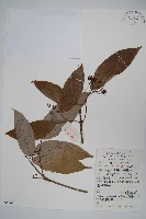 藏品(樟葉槭)的圖片