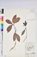 藏品(彎蒴杜鵑)的圖片