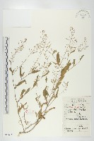 藏品(葶藶)的圖片