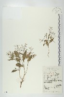 藏品(小葶藶)的圖片