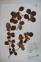 藏品(廬山莢迷)的圖片