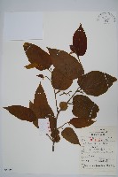 藏品(八角楓、瓜木)的圖片