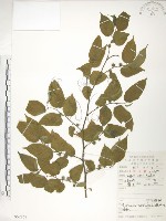 藏品(小構樹)的圖片