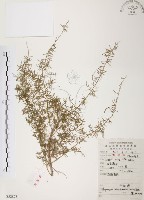 藏品(天門冬)的圖片