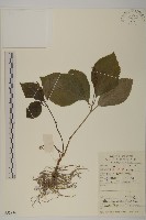 藏品(及己)的圖片