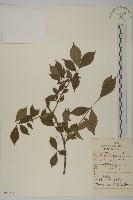 藏品(衛矛)的圖片