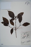 藏品(高山莢迷)的圖片