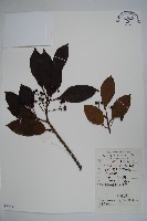 藏品(香冬青)的圖片