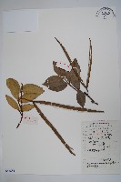 藏品(紫花絡石)的圖片